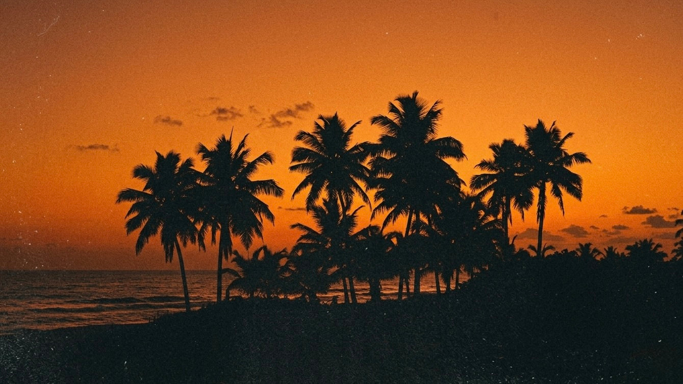 palmiers au coucher de soleil